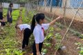 VƯỜN RAU LIÊN ĐỘI TIỂU HỌC NGUYỄN VĂN TRỖI – GÓC XANH NUÔI DƯỠNG TÌNH YÊU LAO ĐỘNG